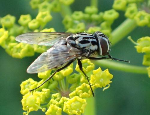 Réf. 179 171 : Graphomya maculata