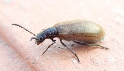 Réf. 179 366 : Lagria sp.