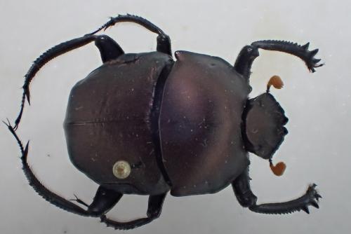 Paragymnopleurus sinuatus productus