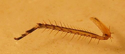 Réf. 179 923 : Euscelis sp.