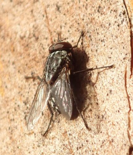 Muscina sp.