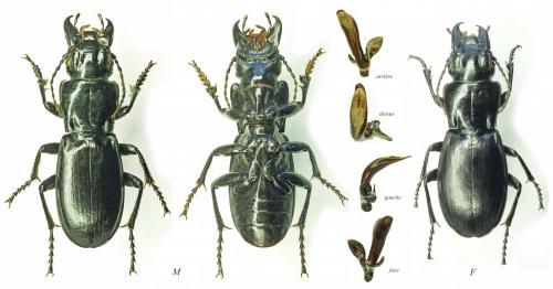 Percus grandicollis