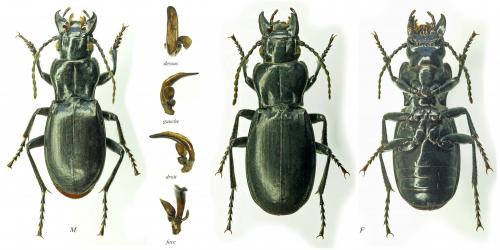 Percus reichei