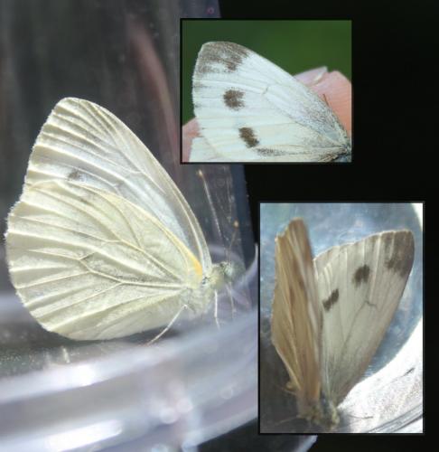 Pieris napi