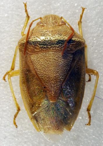 Réf. 179 238 : Piezodorus sp.