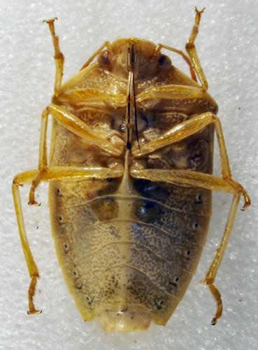 Réf. 179 239 : Piezodorus sp.