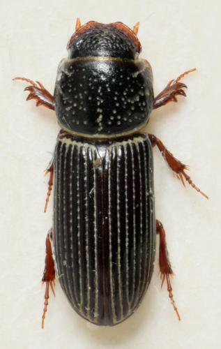 Réf. 179 391 : Pleurophorus caesus