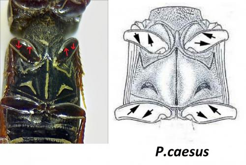 Réf. 179 392 : Pleurophorus caesus