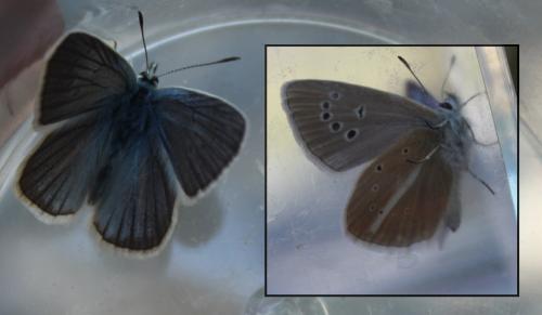 Polyommatus damon