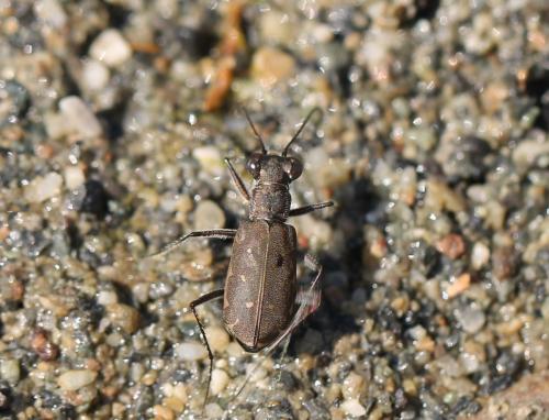 Myriochila melancholica