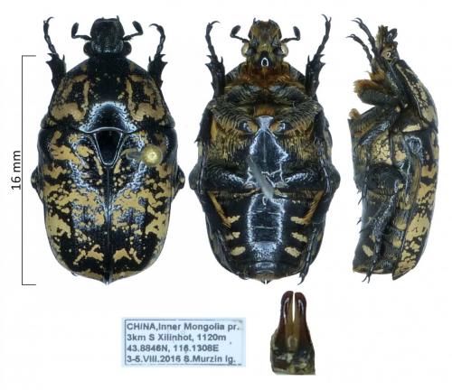Liocola brevitarsis