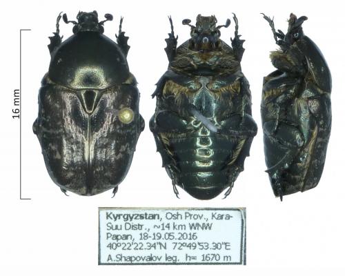 Netocia agglomerata
