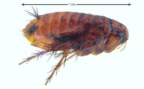 Réf. 179 753 : Hystrichopsylla talpae