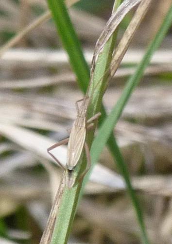 Réf. 179 096 : Notostira elongata
