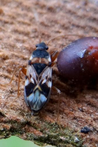 Scolopostethus pictus