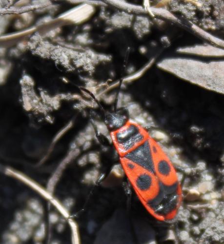 Réf. 179 278 : Pyrrhocoris apterus