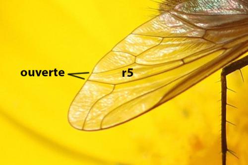 Réf. 179 094 : Bombylisoma sp.