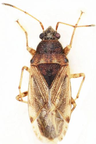 Remaudiereana annulipes