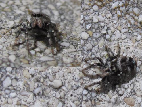 Réf. 179 106 : Salticus scenicus
