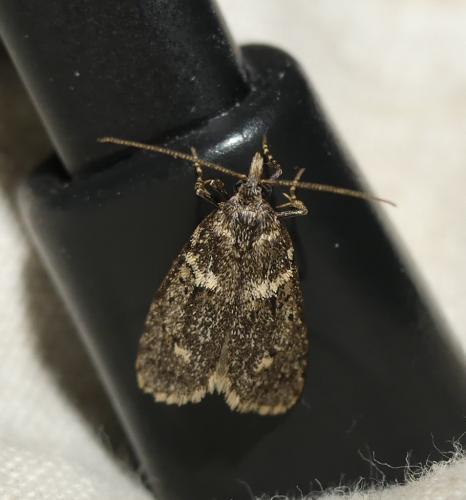 Diurnea fagella