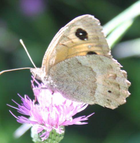 Réf. 179 348 : Satyrus ferula
