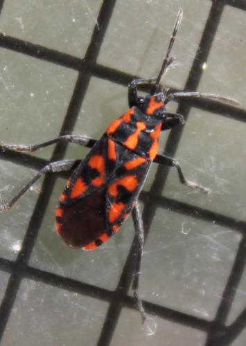 Réf. 179 285 : Spilostethus saxatilis