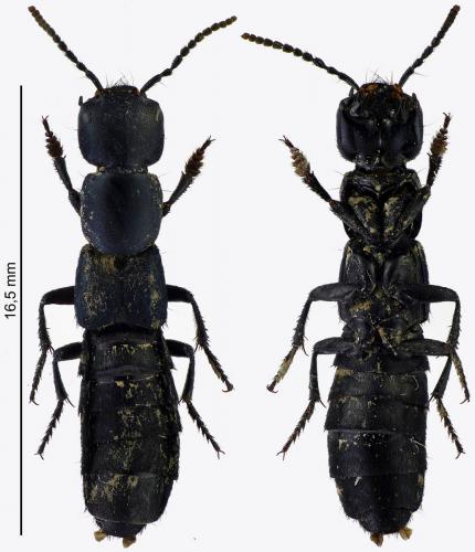 Ocypus ophthalmicus