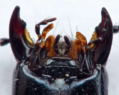 Ocypus ophthalmicus