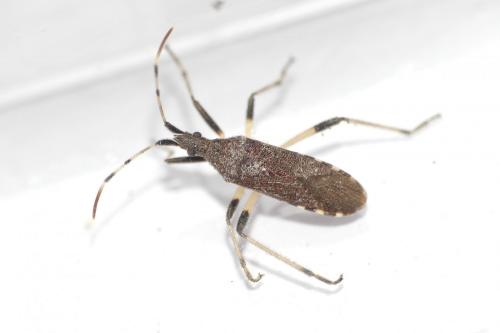 Dicranocephalus albipes