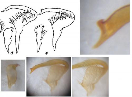 Stenodema sp.