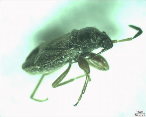 Réf. 179 029 : Megalonotus sp.