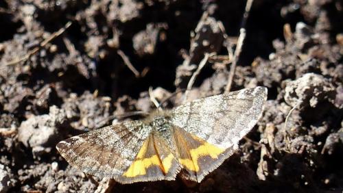 Boudinotiana sp.