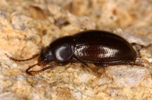 Nesotes nigroaeneus
