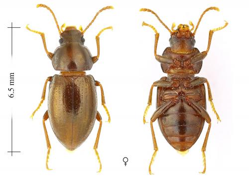Nesotes nigroaeneus