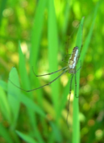 Tetragnatha sp.