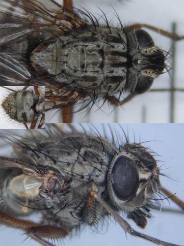Phaonia tuguriorum