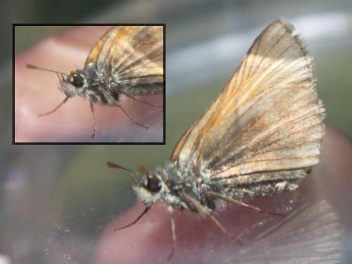 Thymelicus sp.