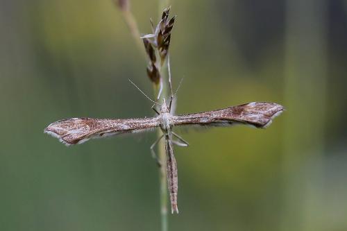 Gillmeria sp.