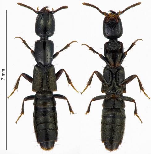Réf. 179 321 : Xantholinus sp.
