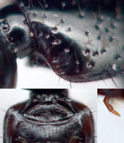 Réf. 179 329 : Xantholinus sp.