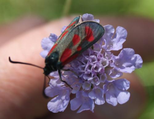 Zygaena loti