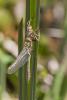 179938 – Photo : Cochet Alain – France (40)