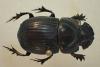 179377 – Photo : Longicornis – Laos