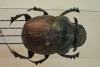 179178 – Photo : Longicornis – Laos