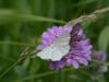 179750 – Photo : Emmanuelle Champion – France (66)