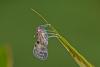 179011 – Photo : D. Martinez – Philippines