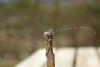179032 – Photo : Maxime ROUMAZEILLES – France (26)