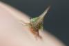 179466 – Photo : Christian Diemert – Costa Rica
