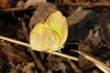 Eurema sp.