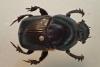 179376 – Photo : Longicornis – Laos